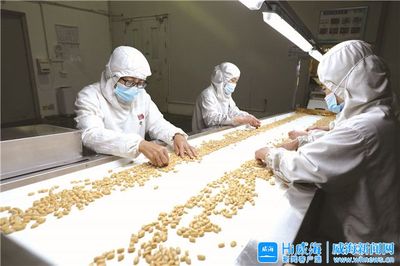 典型威海丨中粮山萃花生制品(威海):“金豆豆”托起致富梦